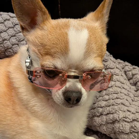 K9 Optix (girl dog) - Picture 4 of 8